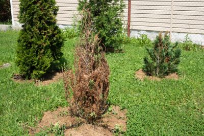 Get Diseased or Dead Plants Removed